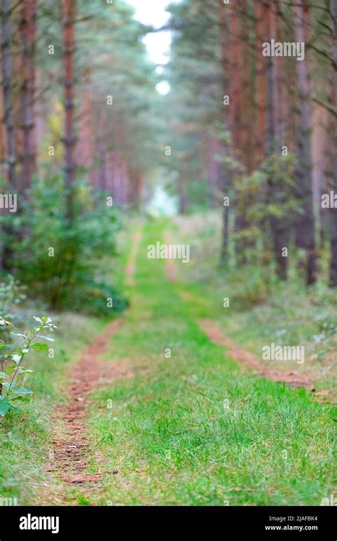 Hazy Forest News [Hazy Forest].